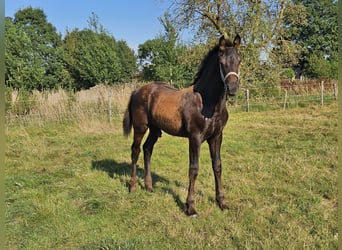 Anglo European Studbook Mix, Stallion, Foal (04/2024), Black