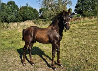 Anglo European Studbook Mix, Stallion, Foal (04/2024), Black