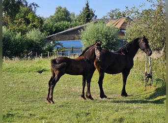 Anglo European Studbook Mix, Stallion, Foal (04/2024), Black