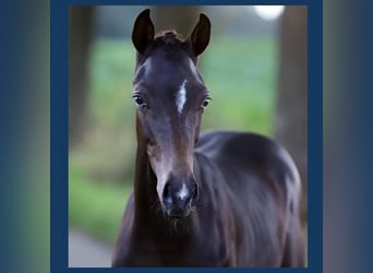 Anglo European Studbook, Stallion, Foal (01/2024), Brown