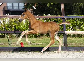 Anglo European Studbook, Stallion, Foal (06/2025), Brown-Light