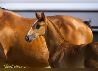 Anglo European Studbook, Stallion, Foal (06/2025), Brown-Light