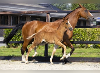 Anglo European Studbook, Stallion, Foal (06/2025), Brown-Light
