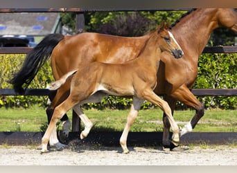 Anglo European Studbook, Stallion, Foal (06/2025), Brown-Light
