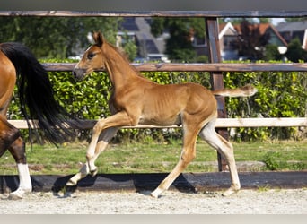 Anglo European Studbook, Stallion, Foal (06/2025), Brown-Light
