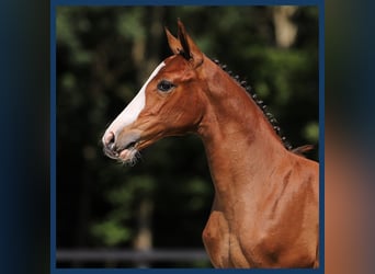 Anglo European Studbook, Stallion, Foal (01/2024), Brown