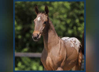 Anglo European Studbook, Stallion, Foal (01/2024), Brown