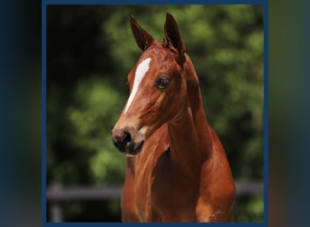 Anglo European Studbook, Stallion, Foal (01/2024), Brown