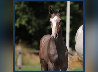 Anglo European Studbook, Stallion, Foal (01/2024), Brown