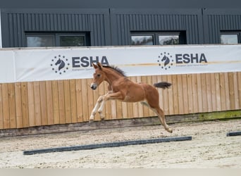 Anglo European Studbook, Stallion, Foal (05/2025), Brown