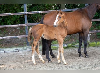 Anglo European Studbook, Stallion, Foal (01/2024), Brown