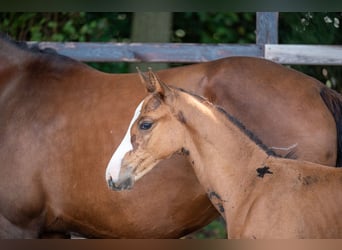 Anglo European Studbook, Stallion, Foal (01/2024), Brown