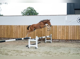 Anglo European Studbook, Stallion, Foal (05/2025), Brown