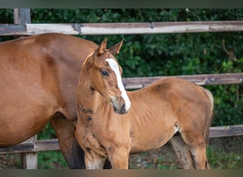 Anglo European Studbook, Stallion, Foal (01/2024), Brown