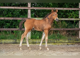 Anglo European Studbook, Stallion, Foal (05/2025), Brown
