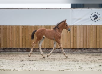 Anglo European Studbook, Stallion, Foal (05/2025), Brown
