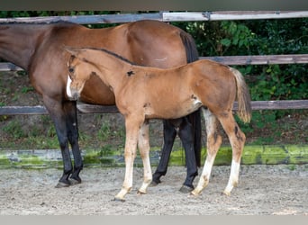 Anglo European Studbook, Stallion, Foal (01/2024), Brown