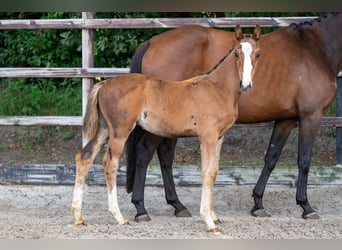 Anglo European Studbook, Stallion, Foal (01/2024), Brown