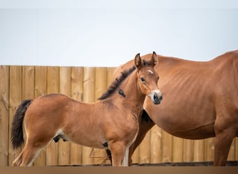 Anglo European Studbook, Stallion, Foal (05/2025), Brown