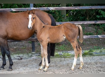 Anglo European Studbook, Stallion, Foal (01/2024), Brown