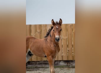 Anglo European Studbook, Stallion, Foal (05/2025), Brown