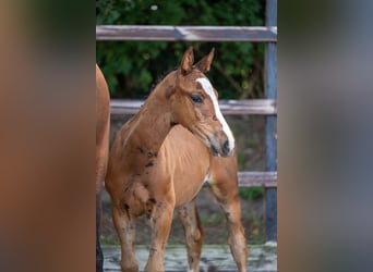 Anglo European Studbook, Stallion, Foal (01/2024), Brown