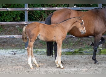 Anglo European Studbook, Stallion, Foal (01/2024), Brown