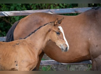 Anglo European Studbook, Stallion, Foal (01/2024), Brown