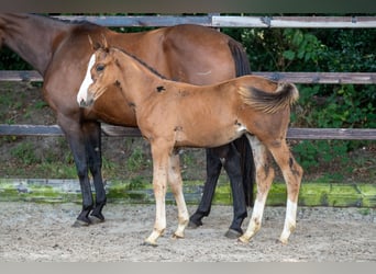 Anglo European Studbook, Stallion, Foal (01/2024), Brown