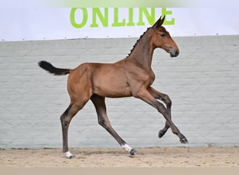 Anglo European Studbook, Stallion, Foal (06/2026), Brown