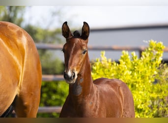 Anglo European Studbook, Stallion, Foal (06/2025), Brown