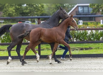 Anglo European Studbook, Stallion, Foal (04/2025), Brown