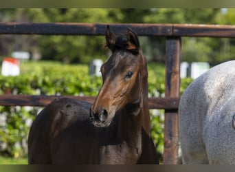 Anglo European Studbook, Stallion, Foal (05/2025), Brown