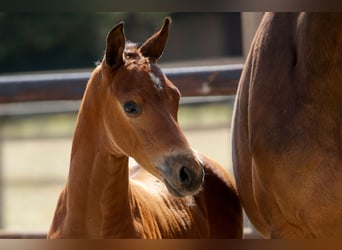 Anglo European Studbook, Stallion, Foal (07/2026), Brown