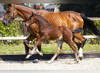 Anglo European Studbook, Stallion, Foal (06/2025), Brown