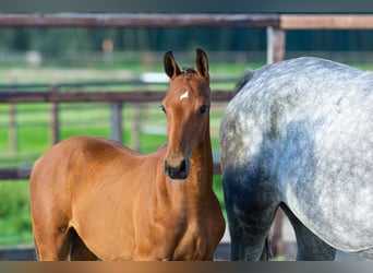 Anglo European Studbook, Stallion, Foal (05/2026), Brown