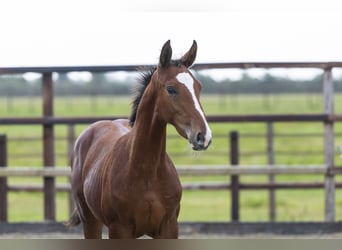 Anglo European Studbook, Stallion, Foal (04/2025), Brown