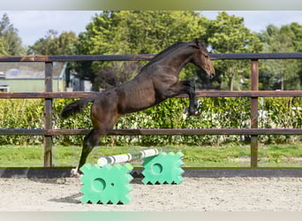 Anglo European Studbook, Stallion, Foal (05/2025), Brown