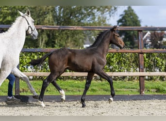 Anglo European Studbook, Stallion, Foal (05/2025), Brown