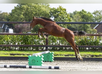Anglo European Studbook, Stallion, Foal (04/2025), Brown