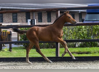 Anglo European Studbook, Stallion, Foal (06/2025), Brown