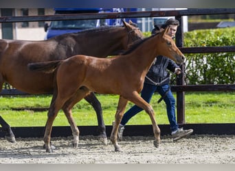Anglo European Studbook, Stallion, Foal (06/2025), Brown