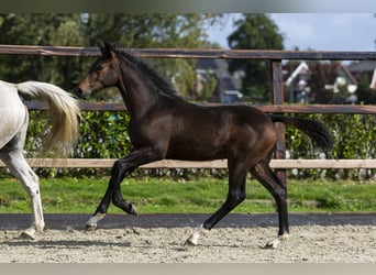 Anglo European Studbook, Stallion, Foal (05/2025), Brown