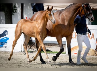 Anglo European Studbook, Stallion, Foal (04/2025), Chestnut-Red