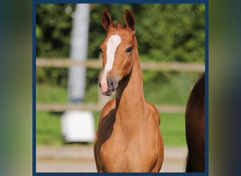 Anglo European Studbook, Stallion, Foal (01/2024), Chestnut-Red