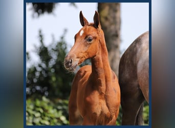 Anglo European Studbook, Stallion, Foal (07/2024), Chestnut-Red