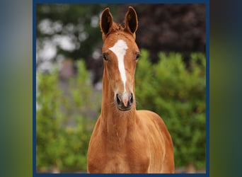 Anglo European Studbook, Stallion, Foal (01/2024), Chestnut-Red