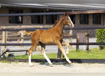 Anglo European Studbook, Stallion, Foal (04/2025), Chestnut-Red