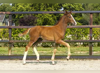 Anglo European Studbook, Stallion, Foal (04/2025), Chestnut-Red