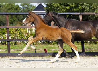 Anglo European Studbook, Stallion, Foal (04/2025), Chestnut-Red